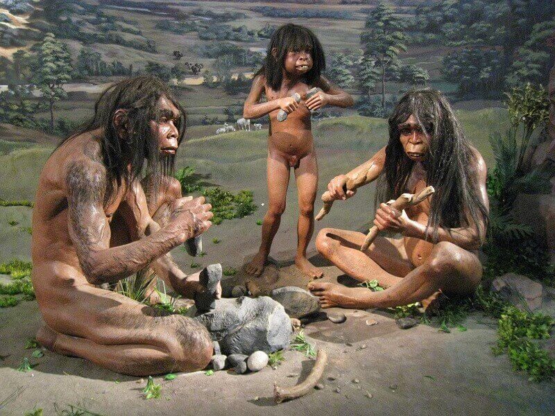 Homo erectus © National Museum of Indonesia