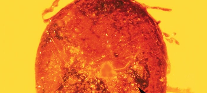 This fossilized tick in amber contains mammalian blood.
© JOURNAL OF MEDICAL ENTOMOLOGY / GEORGE POINAR
