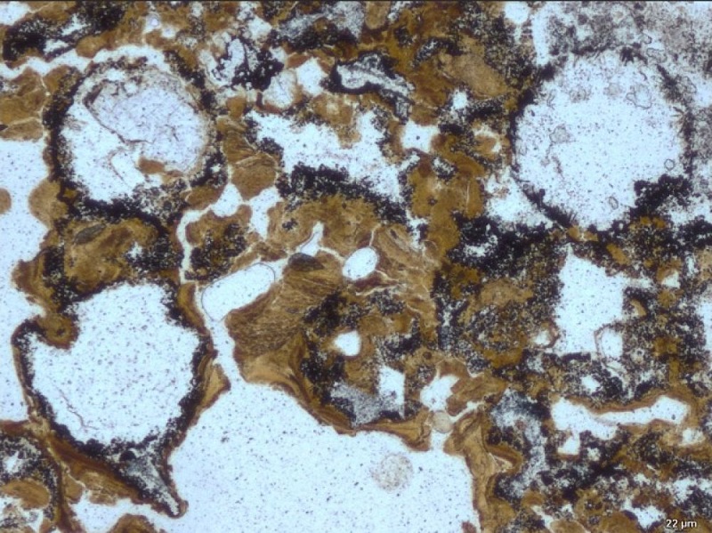 These bubbles found in rocks of 3.48 billion years were probably formed by bacteria.
UNSW