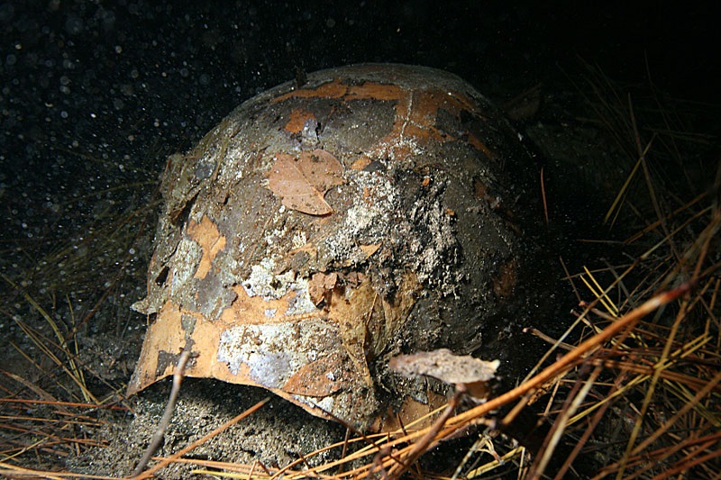 The carapace of Chelonoidis alburyorum at the bottom of the water.