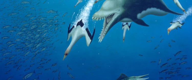 Discovery of a 25 million year old fossil of predatory dolphin